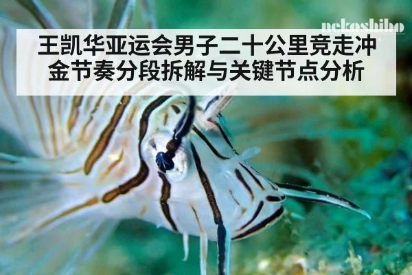 王凯华亚运会男子二十公里竞走冲金节奏分段拆解与关键节点分析